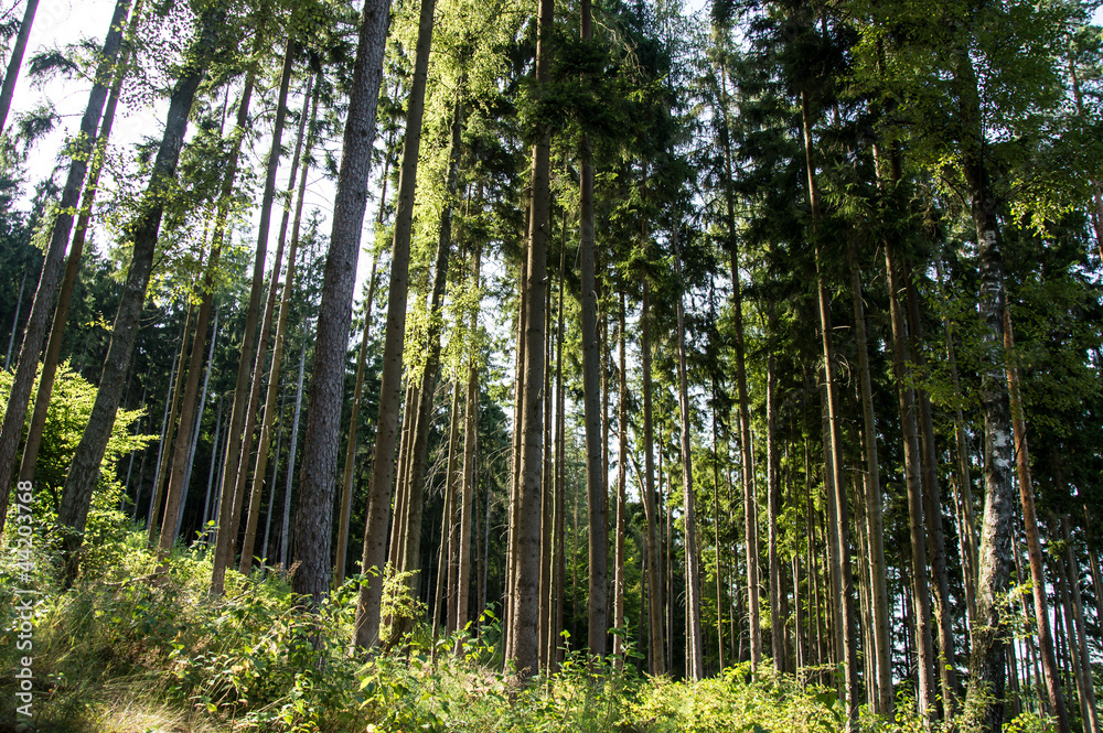 Tall trees in a forest Tall trees in a forest
