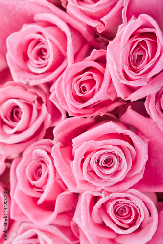 Pink roses