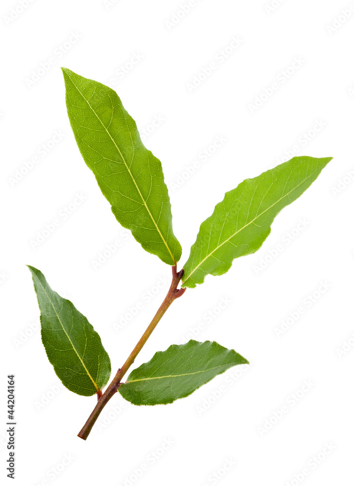 Laurel Laurel