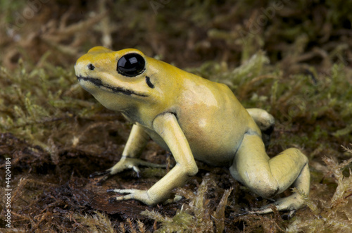Golden poison frog / Phyllobates terribilis © mgkuijpers