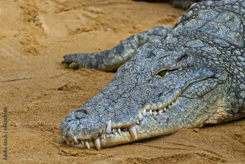 Fototapeta premium Crocodile