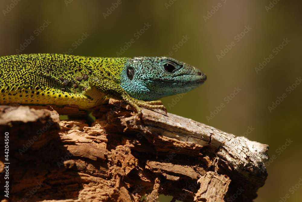 Fototapeta premium Un lagarto en el madero