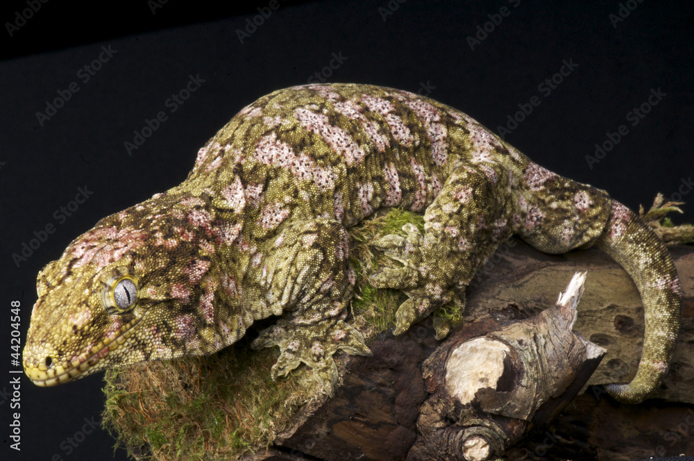 Obraz premium Giant gecko / Rhacodactylus laechianus laechianus