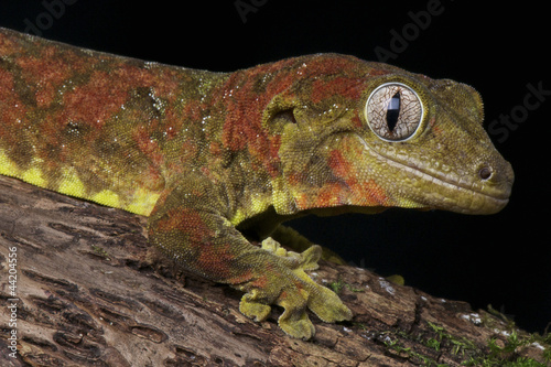 Mossy giant gecko / Rhacodactylus chahoua photo