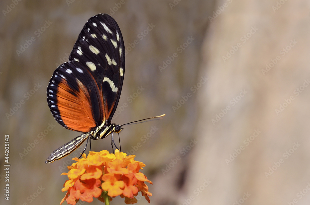 Obraz premium Tiger Longwing butterfly feeding on flower