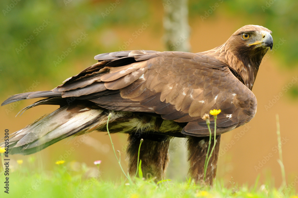 Obraz premium Real Eagle