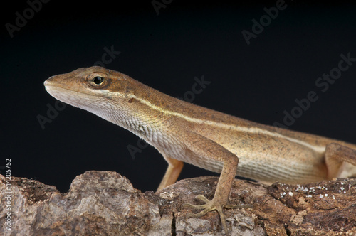 Twig anole   Anolis auratus