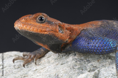 Red-headed rock agama / Agama agama