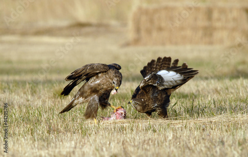 Dos ratoneros en los campos de cultivo