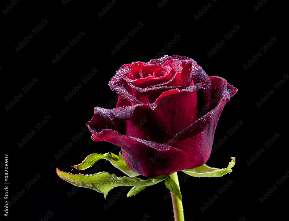 rose