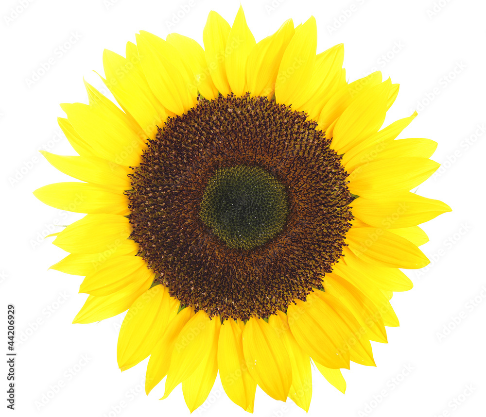 sunflower sunflower