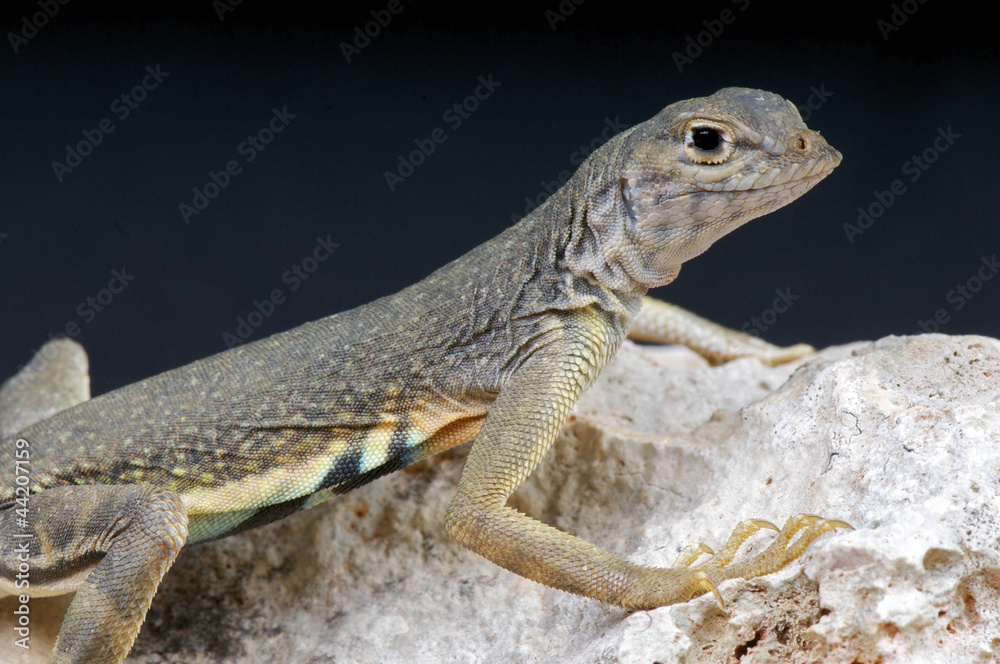 Obraz premium earless lizard / Cophosaurus texanus