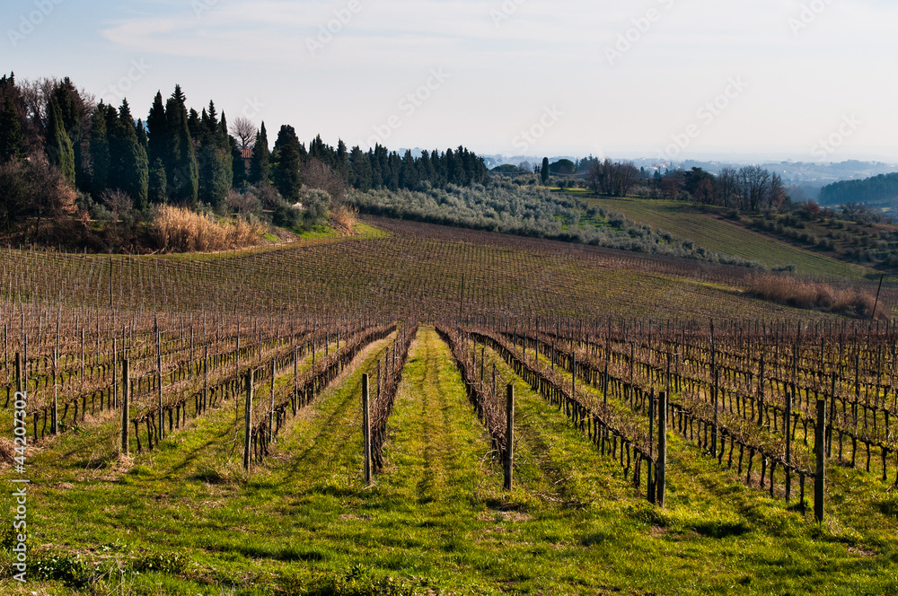 Vigneto in inverno