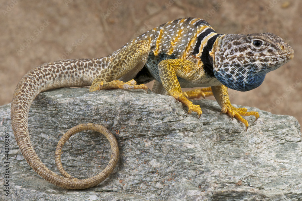 Obraz premium Collared lizard / Crotaphytus bicinctores