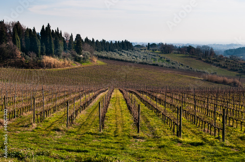 Vigneto in inverno