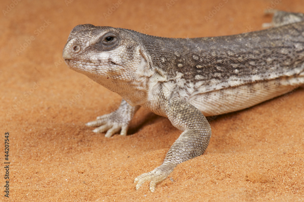 Obraz premium Desert iguana / Dipsosaurus dorsalis