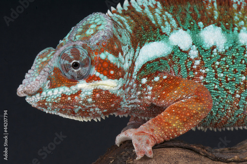 Panther chameleon / Furcifer pardalis