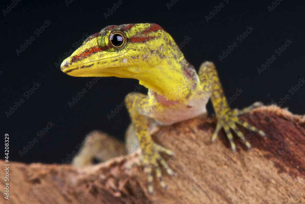 Fototapeta premium Bridles forest gecko / Gonatodes humeralis