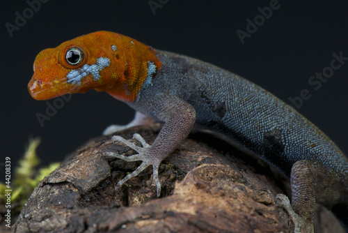Red-headed gecko / Gonatodes albogularis