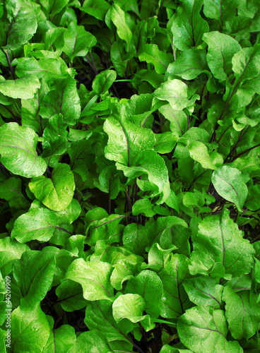 Wallpaper Mural Abstract image of water drop on leaves in nature Torontodigital.ca