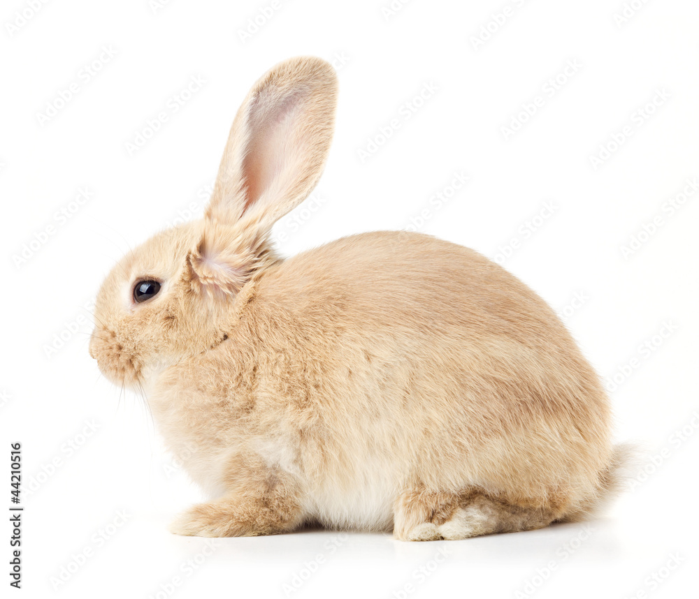 rabbit isolated on a white background rabbit isolated on a white background