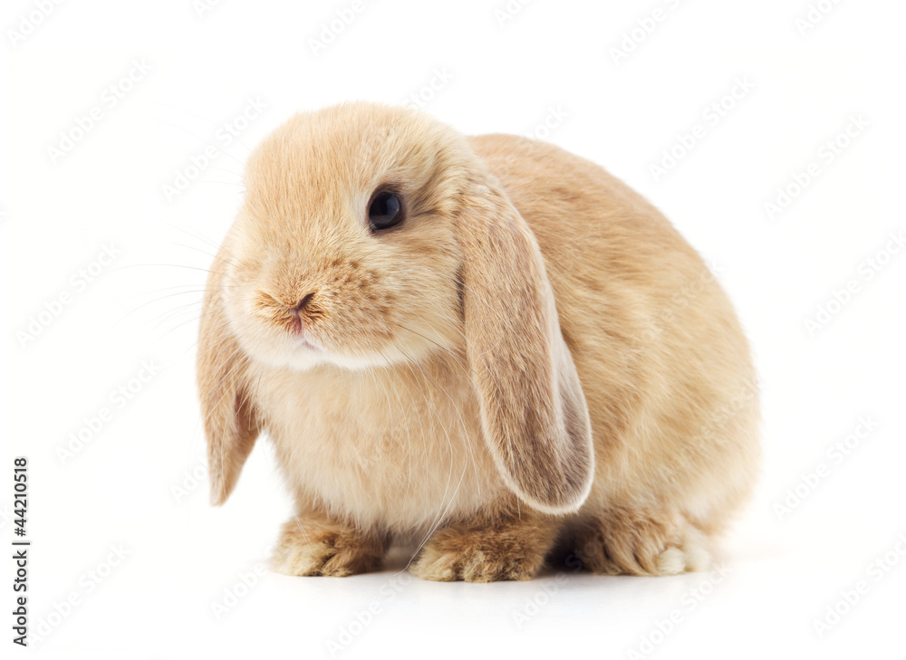 rabbit isolated on a white background