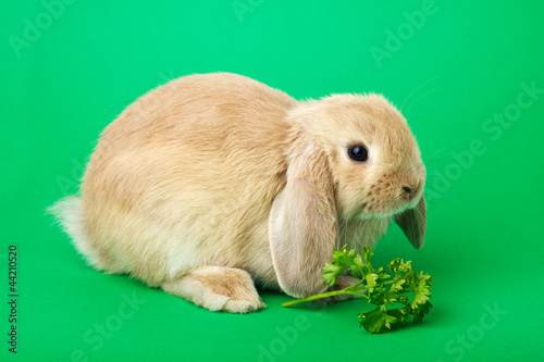 rabbit on a green background photo