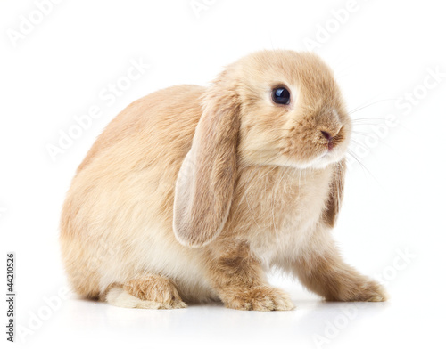 Bunny rabbit in front of white background