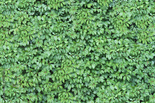 Green Ivy Wall Texture