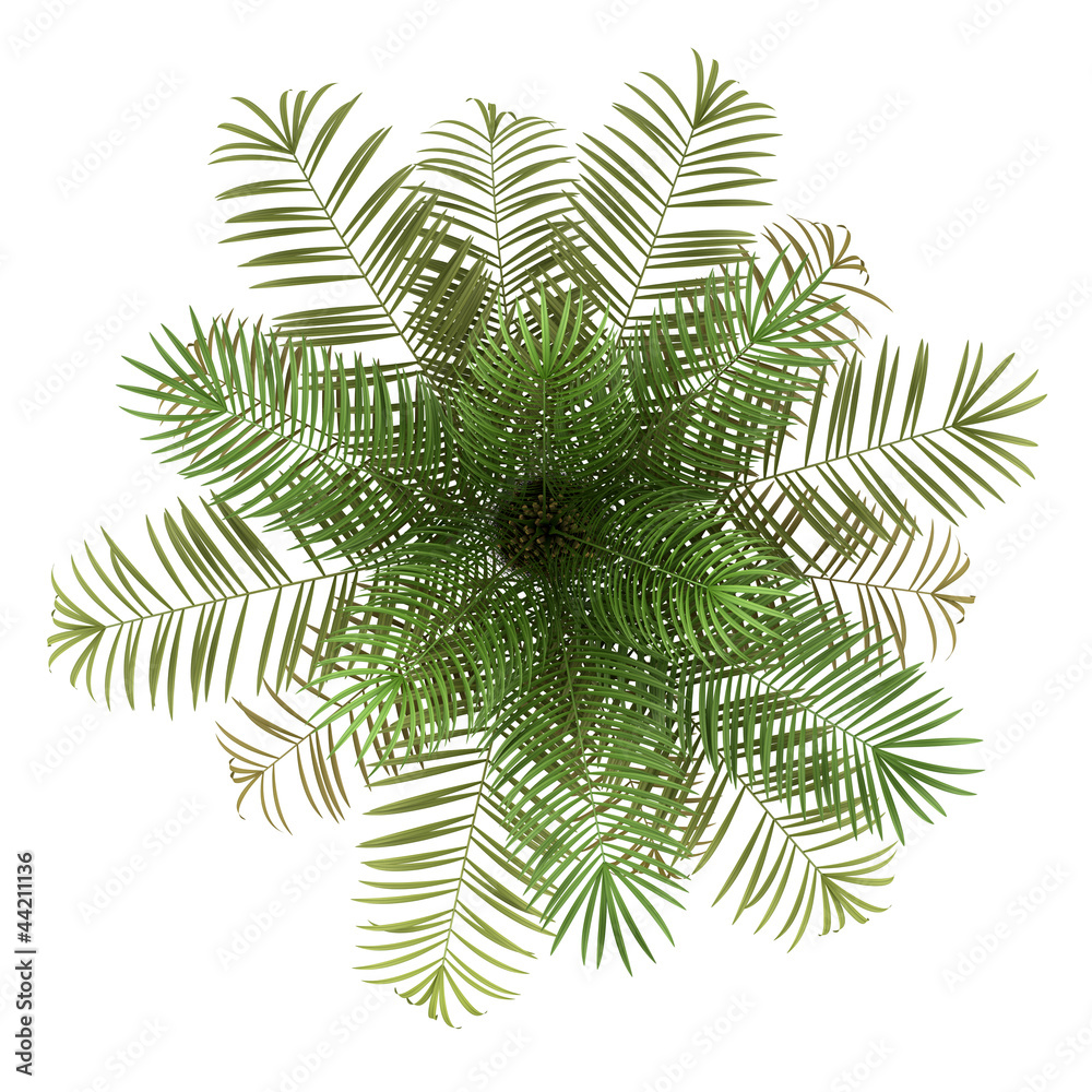 Naklejka premium top view of sugar palm tree isolated on white background