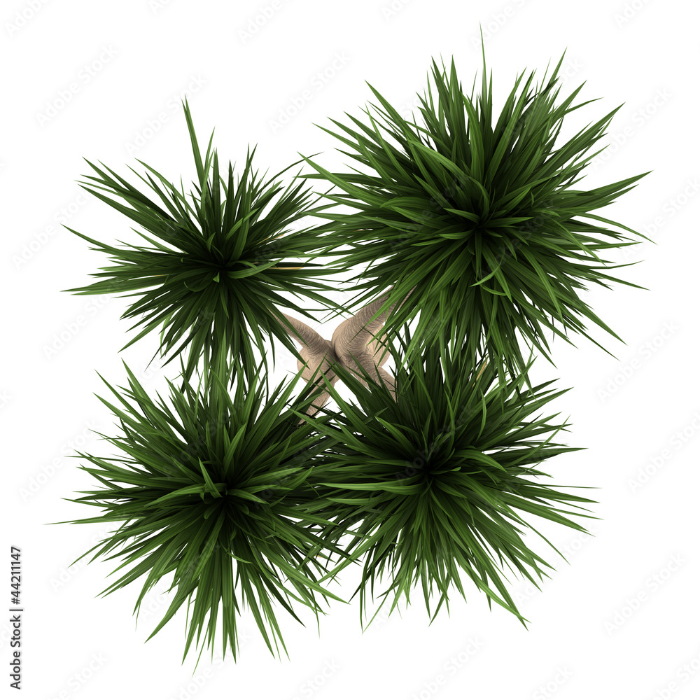 Fototapeta premium top view of yucca palm tree isolated on white background