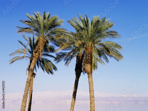 Palms in Israel