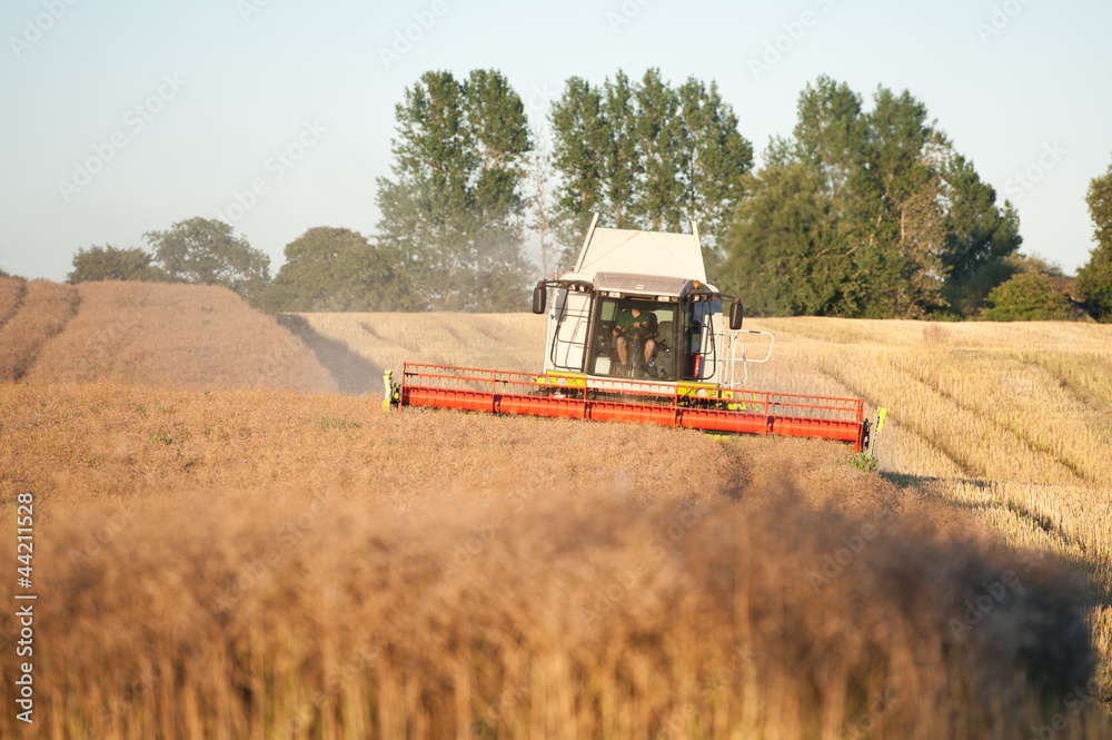 Fototapeta premium Ernte