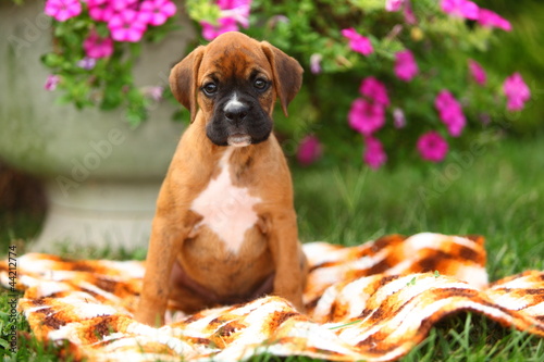 Fototapeta Naklejka Na Ścianę i Meble -  Boxer Puppy Sitting on Blanket