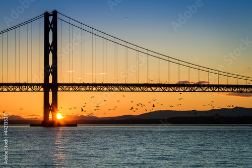 Birds flying at sunset under the bridge