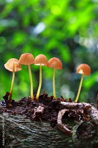 Beauty Mushroom in forest