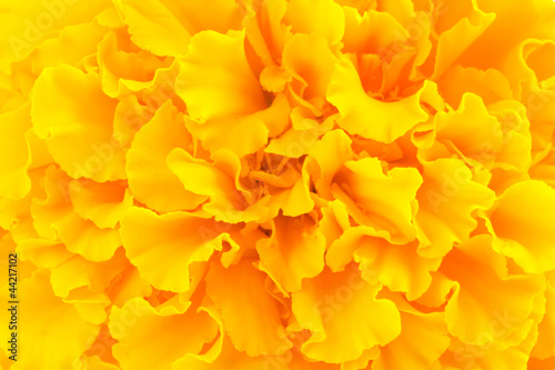 Tagetes flower close up shot
