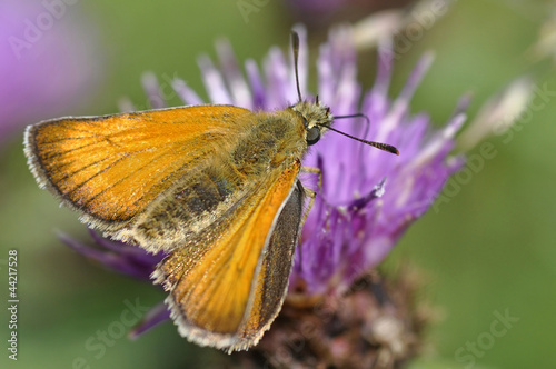 Skipper Butterfly On Clover Flower