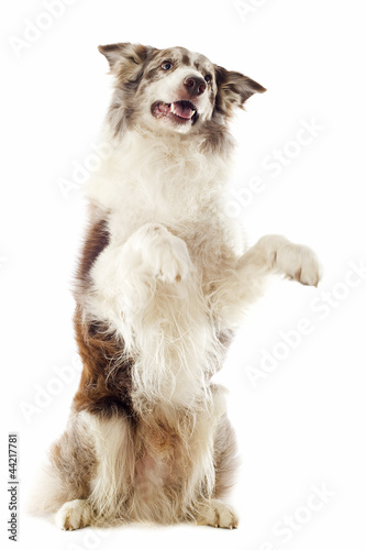 Fényképezés border collie