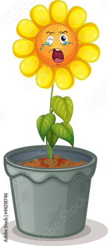 flower in the pot