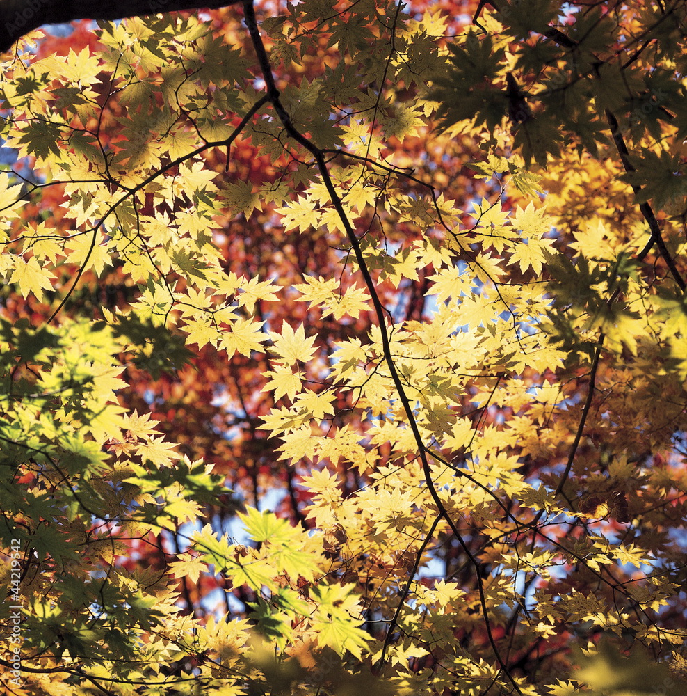 colorful maple leaves on the tree