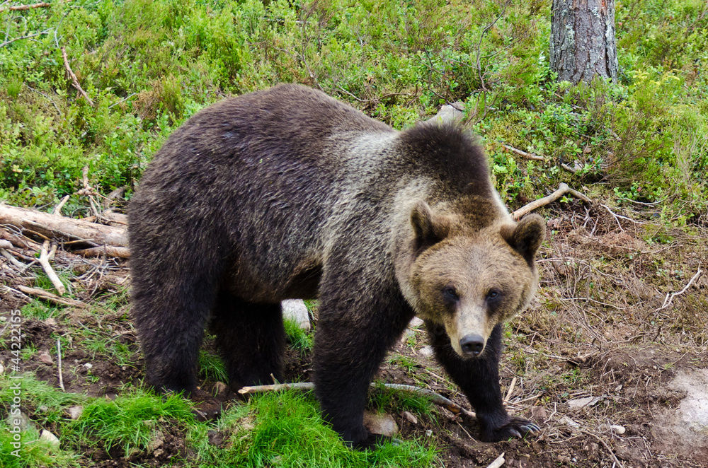 Fototapeta premium Bear in natural surroundings