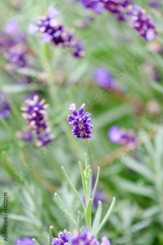 lavender flowers