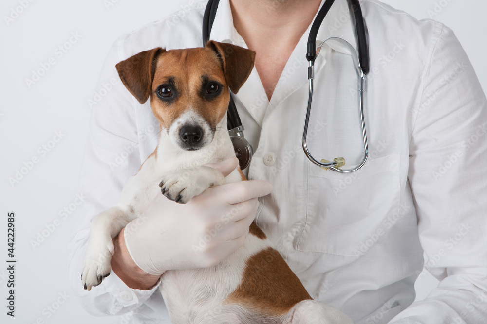 © Iryna&Maya - Vet and dog