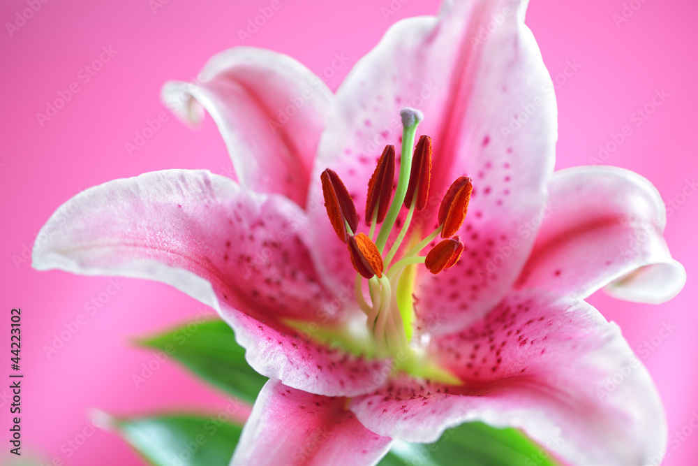 Stargazer Lily