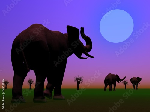 Elephants in the savannah by night