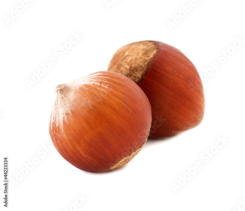 Filberts ( hazelnuts ) isolated on white