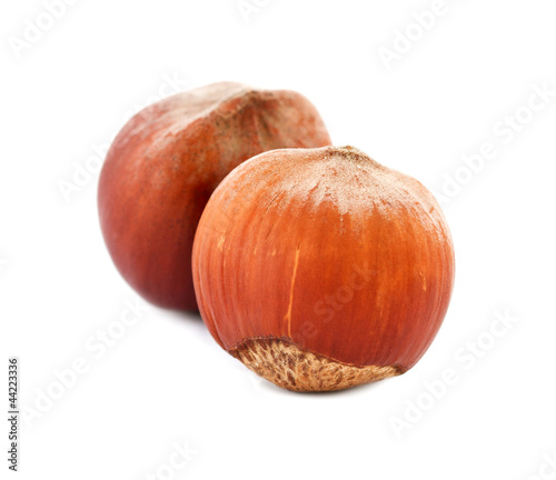 Filberts ( hazelnuts ) isolated on white