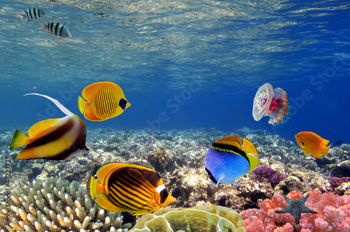 Underwater life of a hard-coral reef, Red Sea, Egypt #44223738