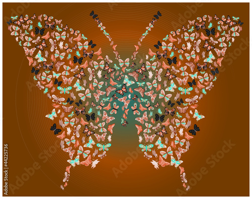 Butterfly of butterflies brown